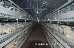 蛋雞籠養(yǎng)雞怎樣不浪費(fèi)飼料